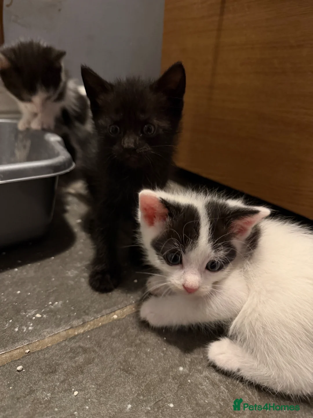 Mixed Breed cats for sale: 4 beautiful black and white kittens  - Advert 2