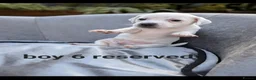 Jack Russell dogs for sale: Jack russell puppy  - Advert 28