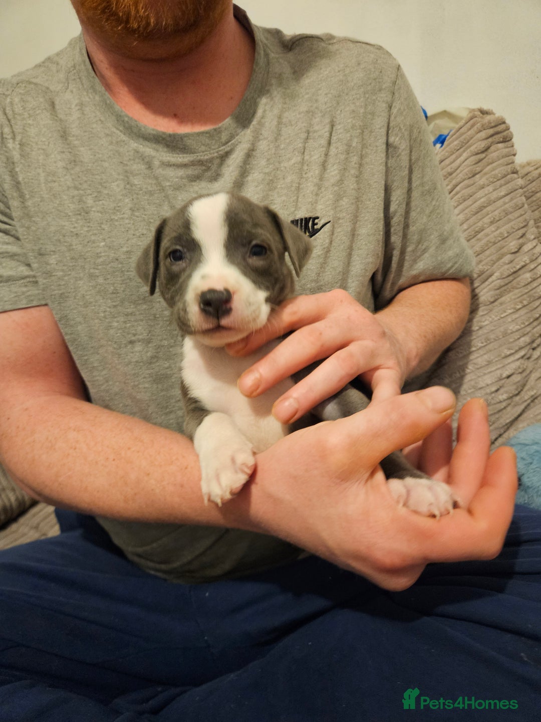 Staffordshire Bull Terrier dogs for sale: Beautiful blue Staffordshire bull terrier puppies  - Advert 7