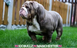 English Bulldog dogs for sale: Beautiful English bulldog puppies ***10/10DNA - Image 4