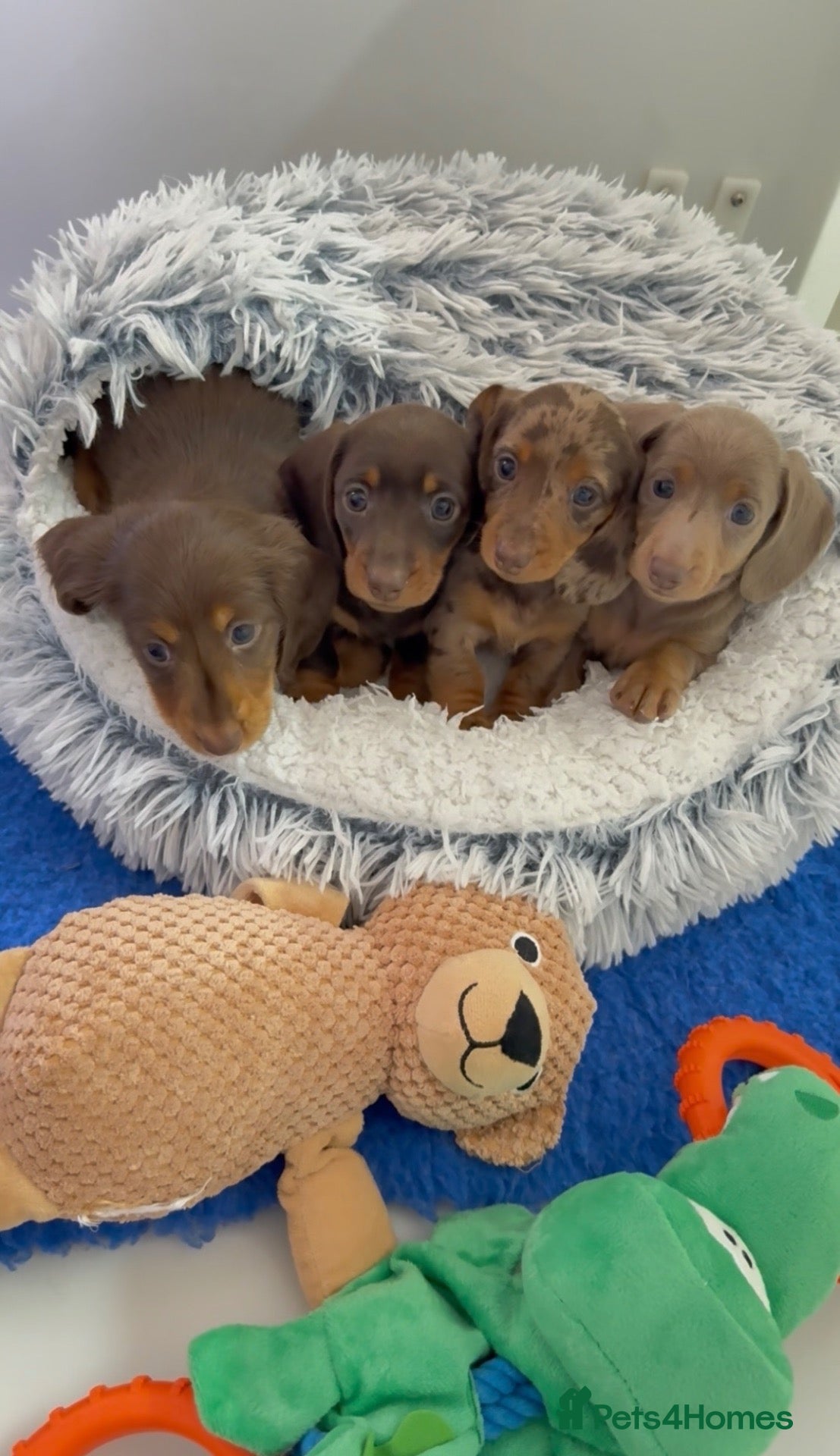 Miniature Dachshund dogs long & short hair miniature dashound puppy’s 4  💕 - Advert 2