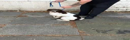 English Springer Spaniel dogs for sale: Springer spanial dog - Advert 4