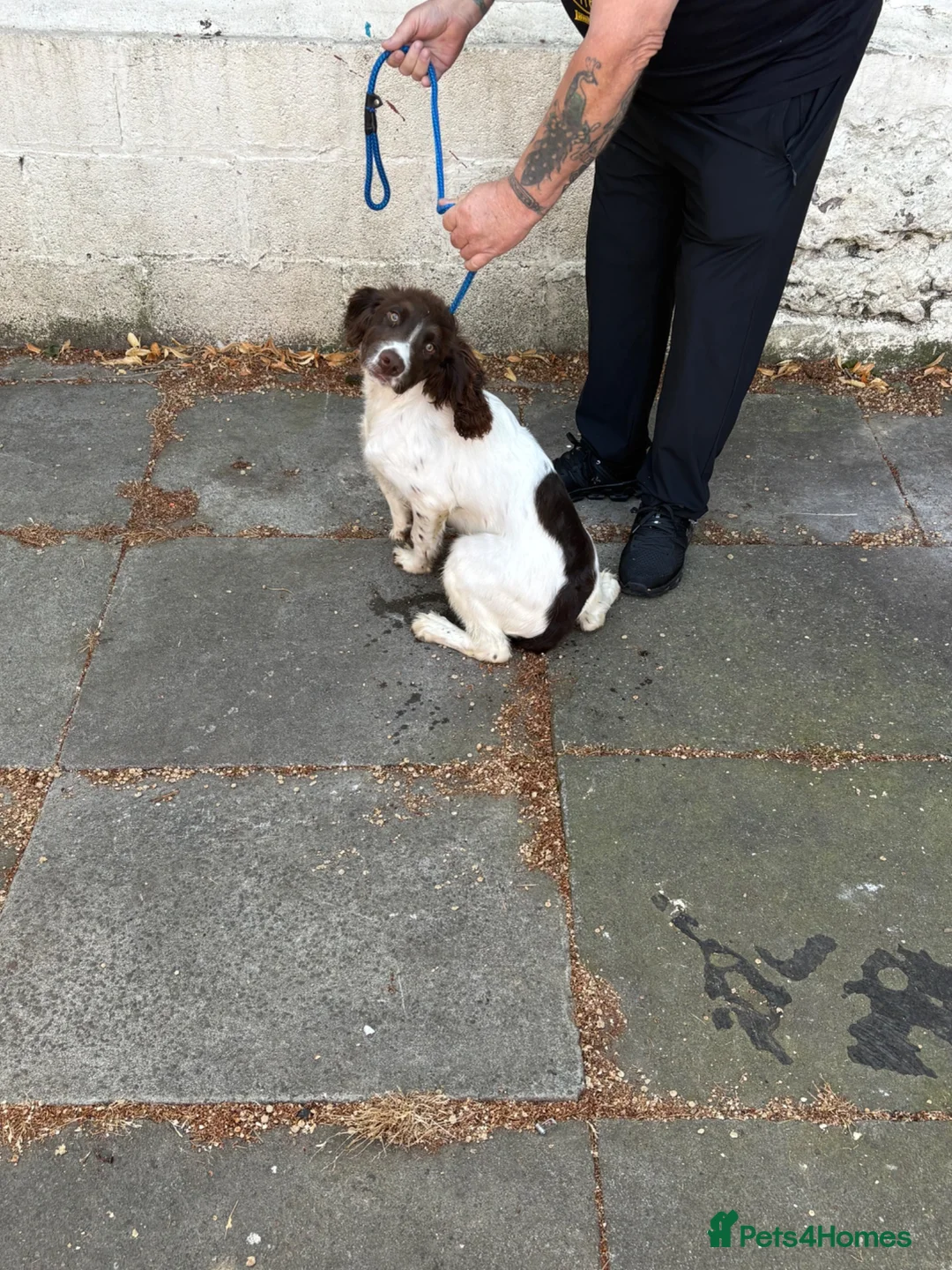 English Springer Spaniel dogs for sale: Springer spanial dog - Advert 4
