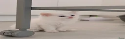 Munchkin cats for sale: Turkish Angora x Munchkin male and female  - Advert 22