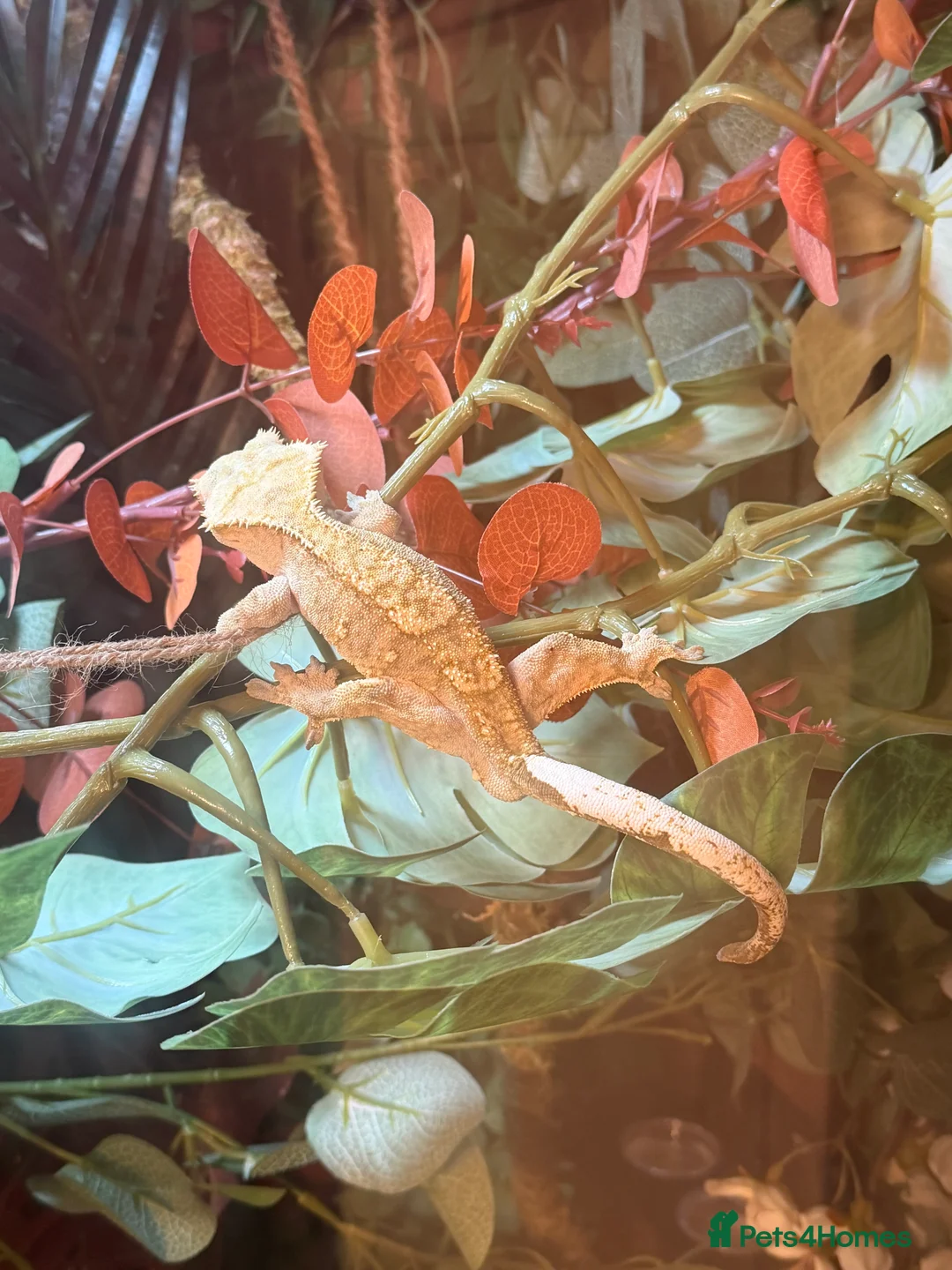 Gecko reptiles for sale: Stunning Male Yellow Patternless Crested Gecko - Advert 6