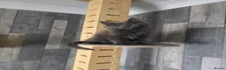 Maine Coon cats for sale: PURE MAINE COON - Advert 25