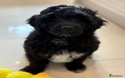Portuguese Water Dog dogs for sale: Allergy-Friendly Puppy Ready for Her Forever Home - Image 5