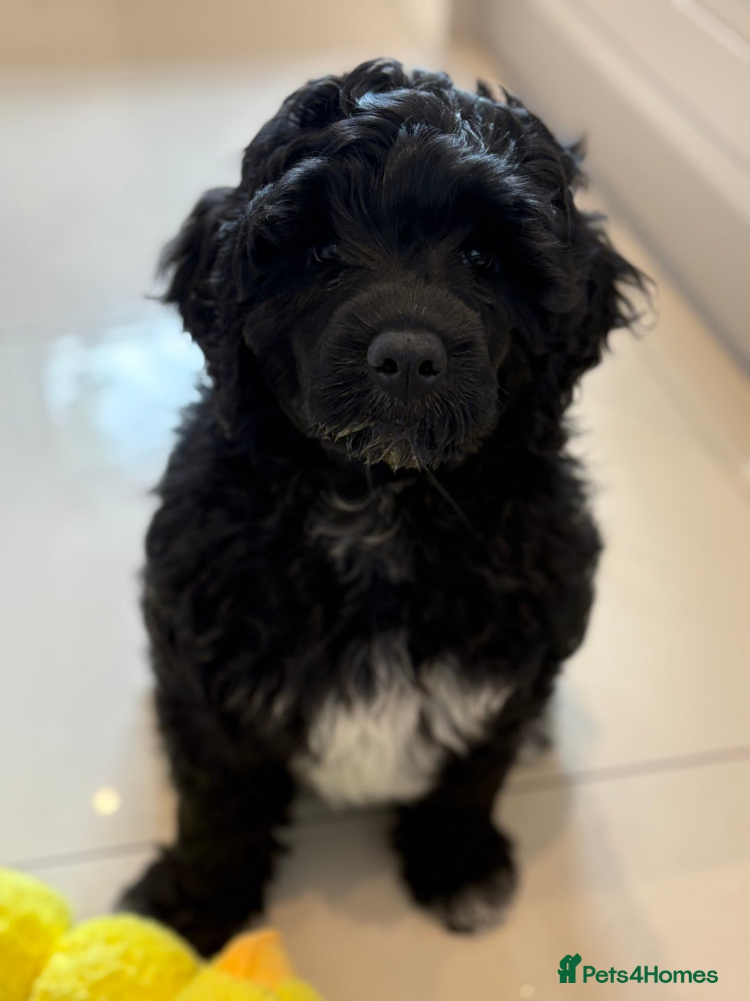 Portuguese Water Dog dogs for sale: Allergy-Friendly Puppy Ready for Her Forever Home - Image 5
