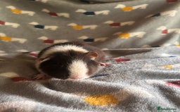 Guinea Pig rodents for sale: Lovely Teddy and Coronet baby Guinea pigs - Image 4