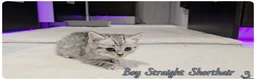 Scottish Fold cats for sale: Scotish fold kittens - Advert 4