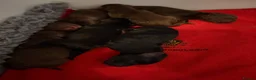 Cocker Spaniel dogs for sale: ❤️ A beautiful litter of tiny cocker spaniels ❤️  - Advert 12