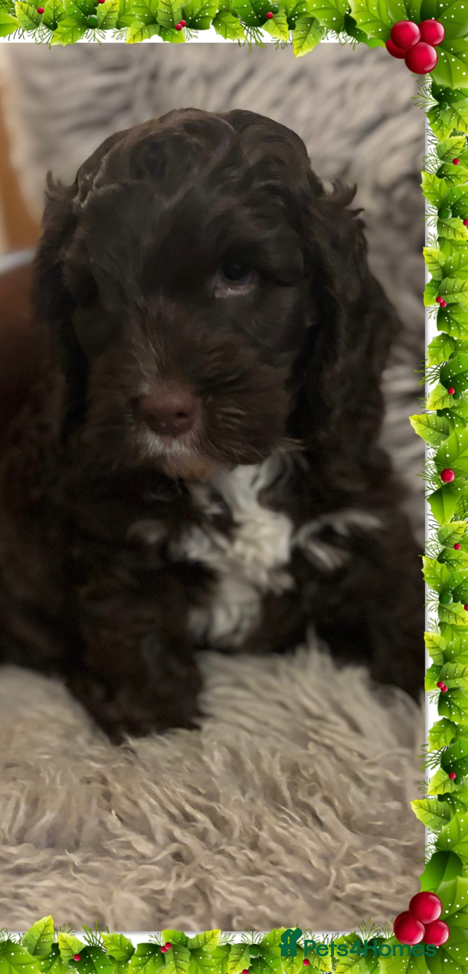 Cockapoo dogs F1 Chocolate Cockapoo pups - Advert 17