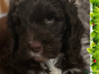 Cockapoo dogs F1 Chocolate Cockapoo pups - Advert 2