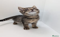 Maine Coon cats for sale: Beautiful baby boy ready to leave! - Image 4