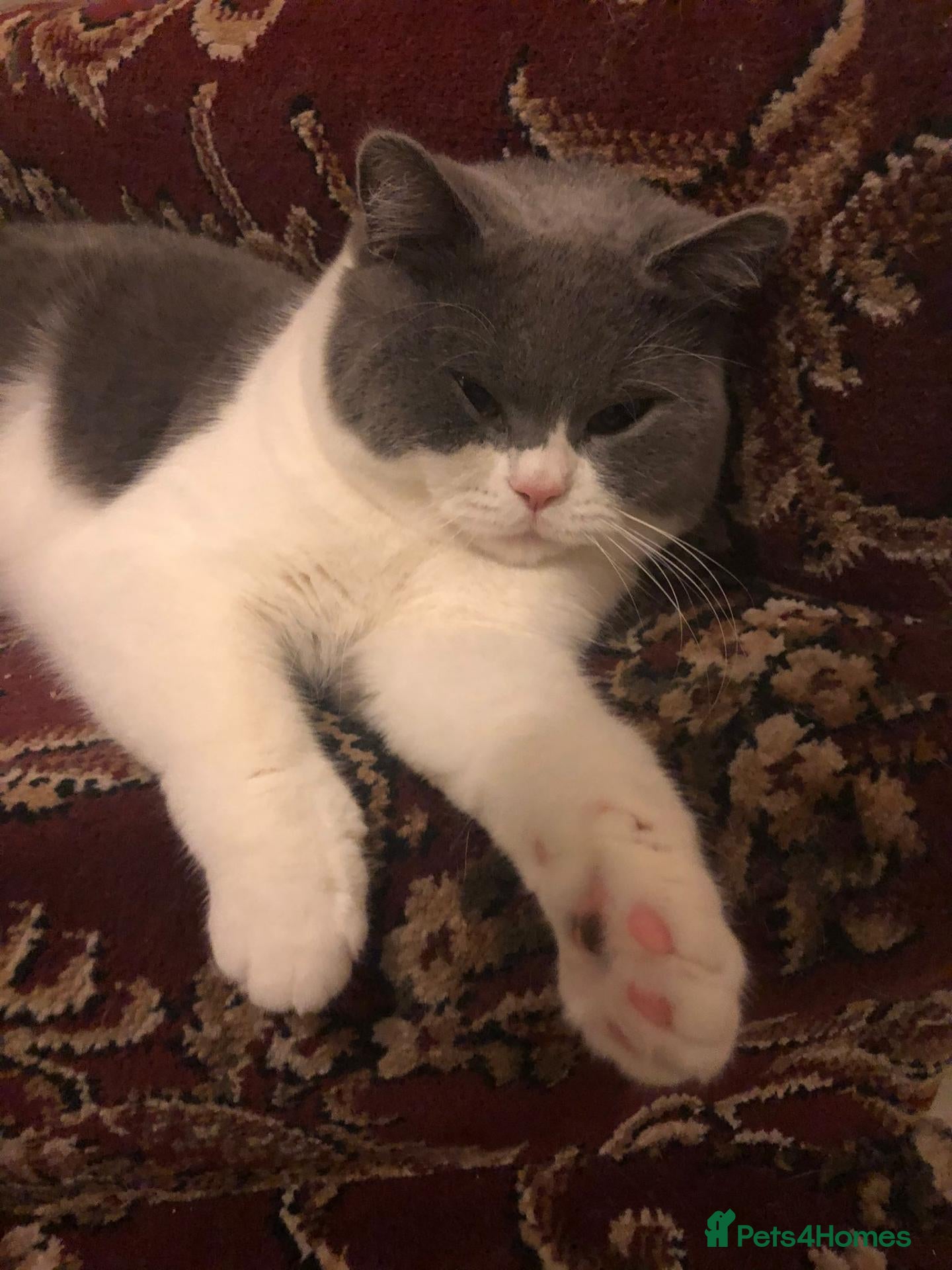 British Shorthair cats Indoor male British shortair For sale (5 yrs old) - Advert 1
