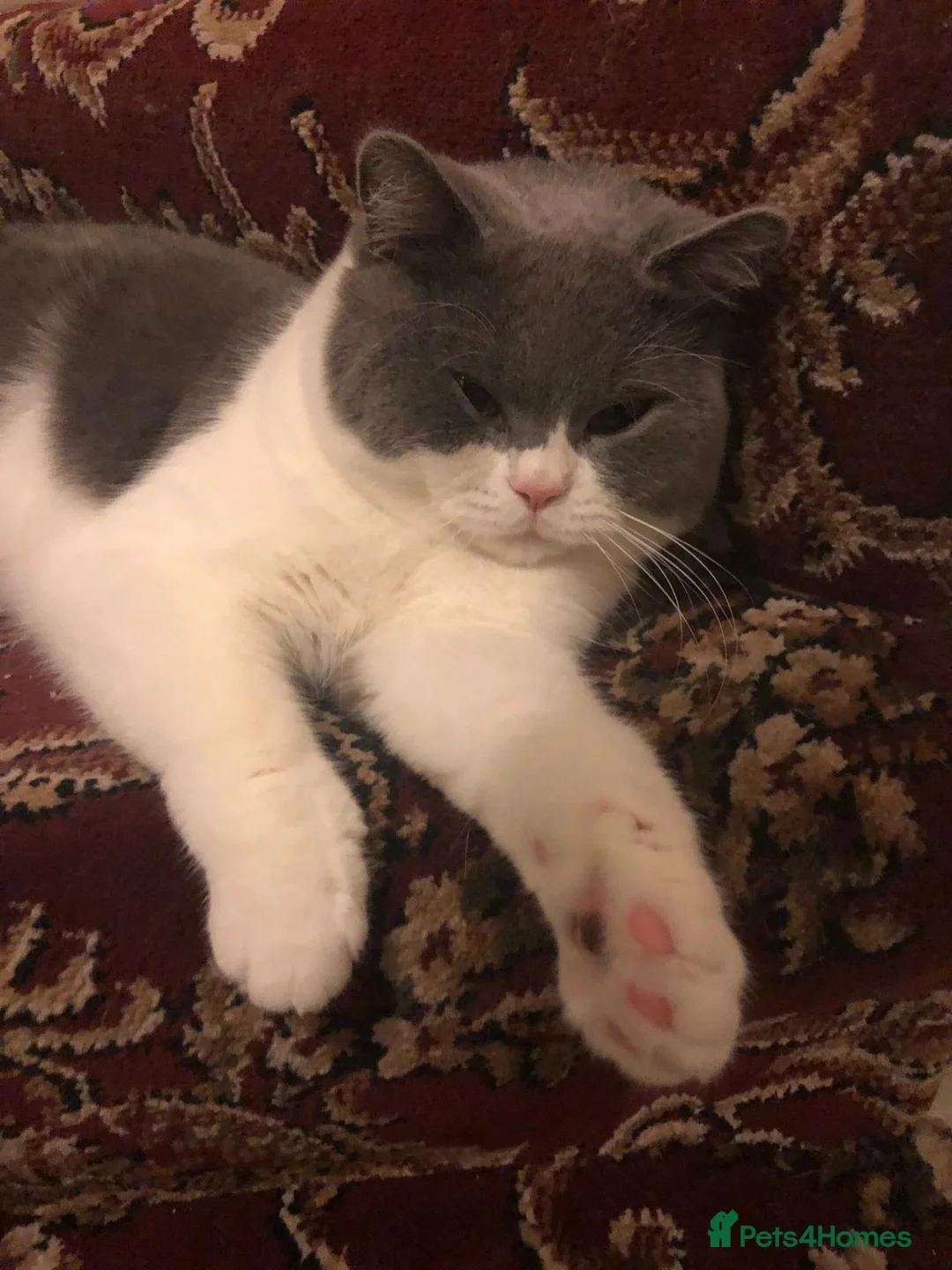 British Shorthair cats for sale: Indoor male British shortair For sale (5 yrs old) - Advert 1