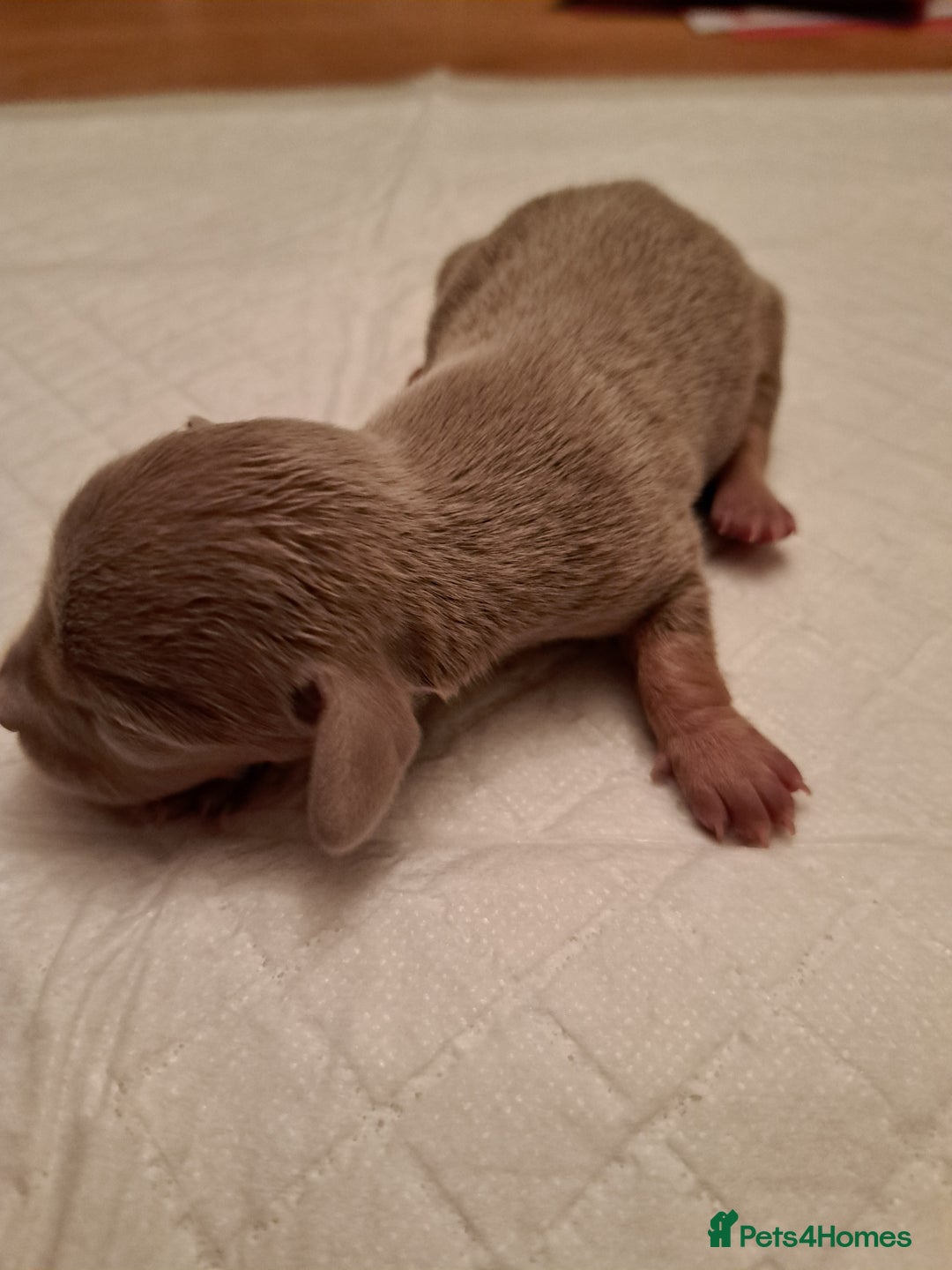 Mixed Breed dogs for sale: Miniature Dachshund X Frenchie. - Advert 14