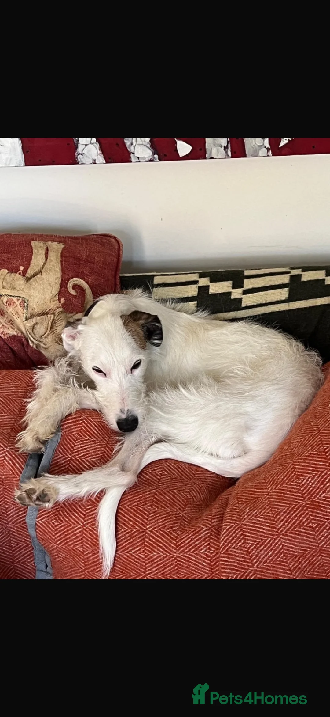 Mixed Breed dogs for sale: Bedlington whippet x whippet  in Broadway - Advert 1