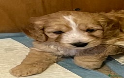 Cockapoo dogs for sale: 7 beautiful cockapoos baby’s  - Image 27