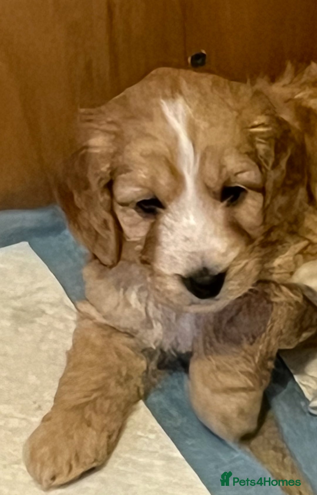 Cockapoo dogs for sale: 7 beautiful cockapoos baby’s  - Image 27