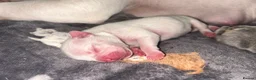 French Bulldog dogs for sale: Beautiful French Bulldog Puppies  in Welling - Advert 28