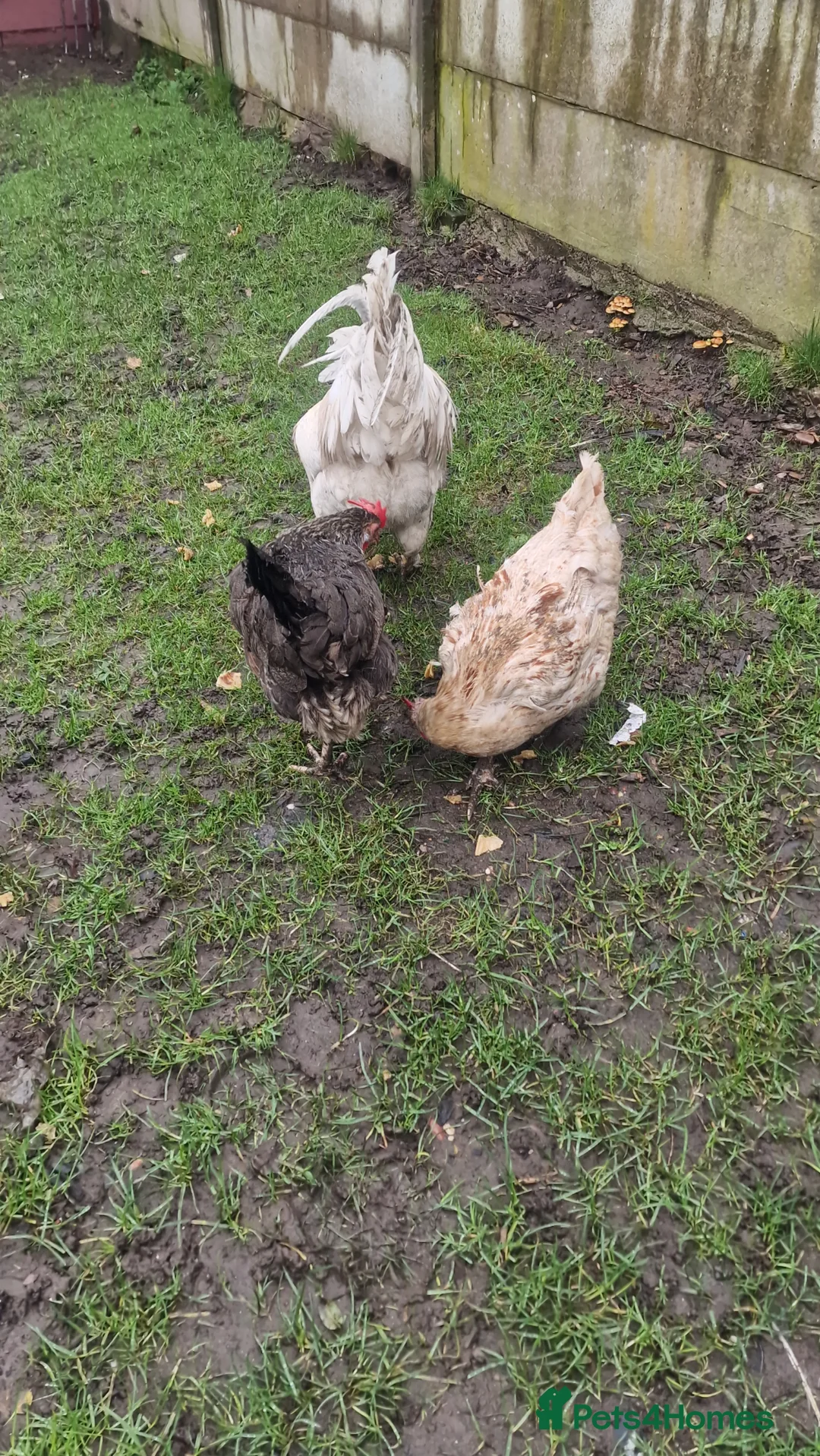 Mixed Breed poultry for sale: Flock of chickens - Advert 2
