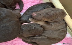 Labradoodle dogs for sale: Stunning Labradoodle Puppies  - Image 15
