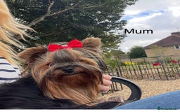 Yorkshire Terrier dogs for sale: Absolutely adorable mini yorkie puppies  - Image 18