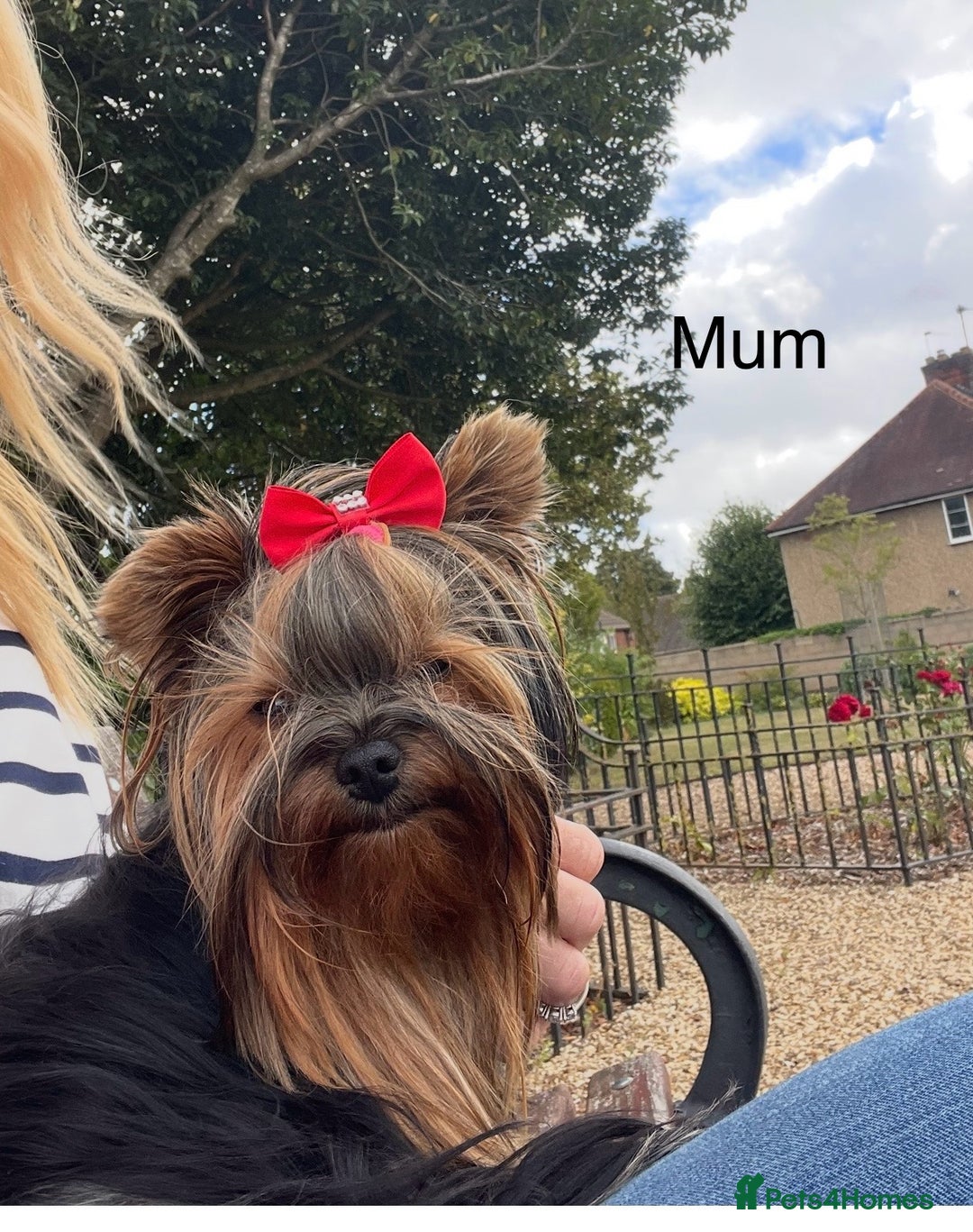 Yorkshire Terrier dogs for sale: Absolutely adorable mini yorkie puppies  - Image 18