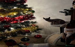 Sphynx cats for sale: margot is 2.5 years old looking for loving home.  - Advert 2