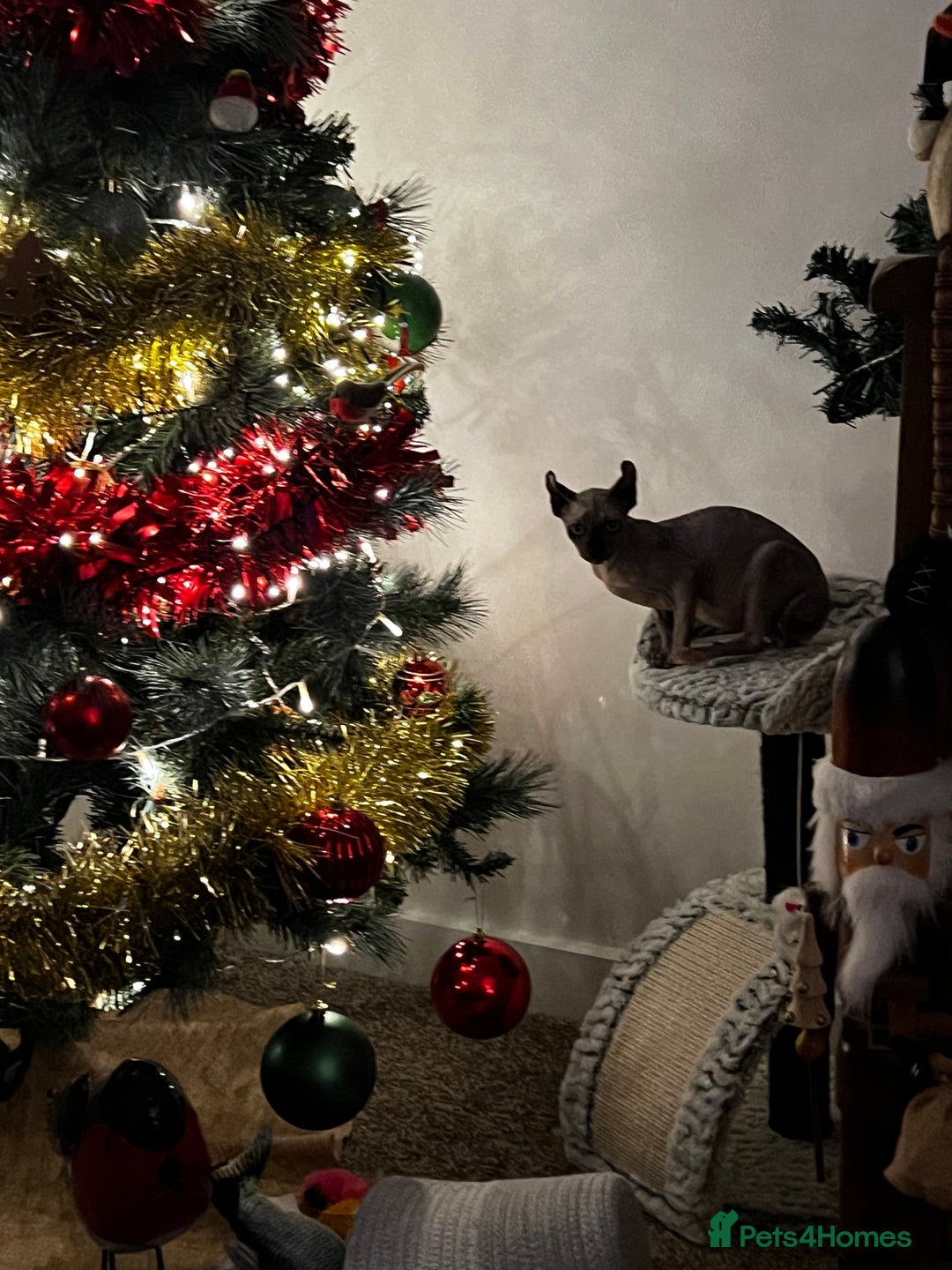 Sphynx cats for sale: margot is 2.5 years old looking for loving home.  - Advert 2