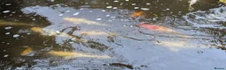 Koi Carp fish for sale: Established Pond Clearance 11 Mixed Koi & Goldfish in Margate - Advert 2
