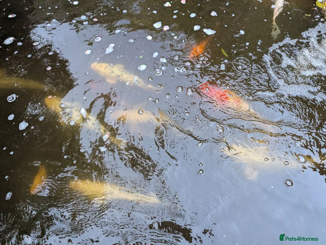 Koi Carp fish for sale: Established Pond Clearance 11 Mixed Koi & Goldfish in Margate - Advert 2