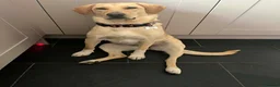 Mixed Breed dogs for adoption: Lily - Almost 2 years, Labrador Girl in Peacehaven - Advert 10