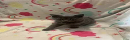 Scottish Fold cats for sale: Lovely & Energetic, Blue Scottish Straight Kitten! - Advert 5