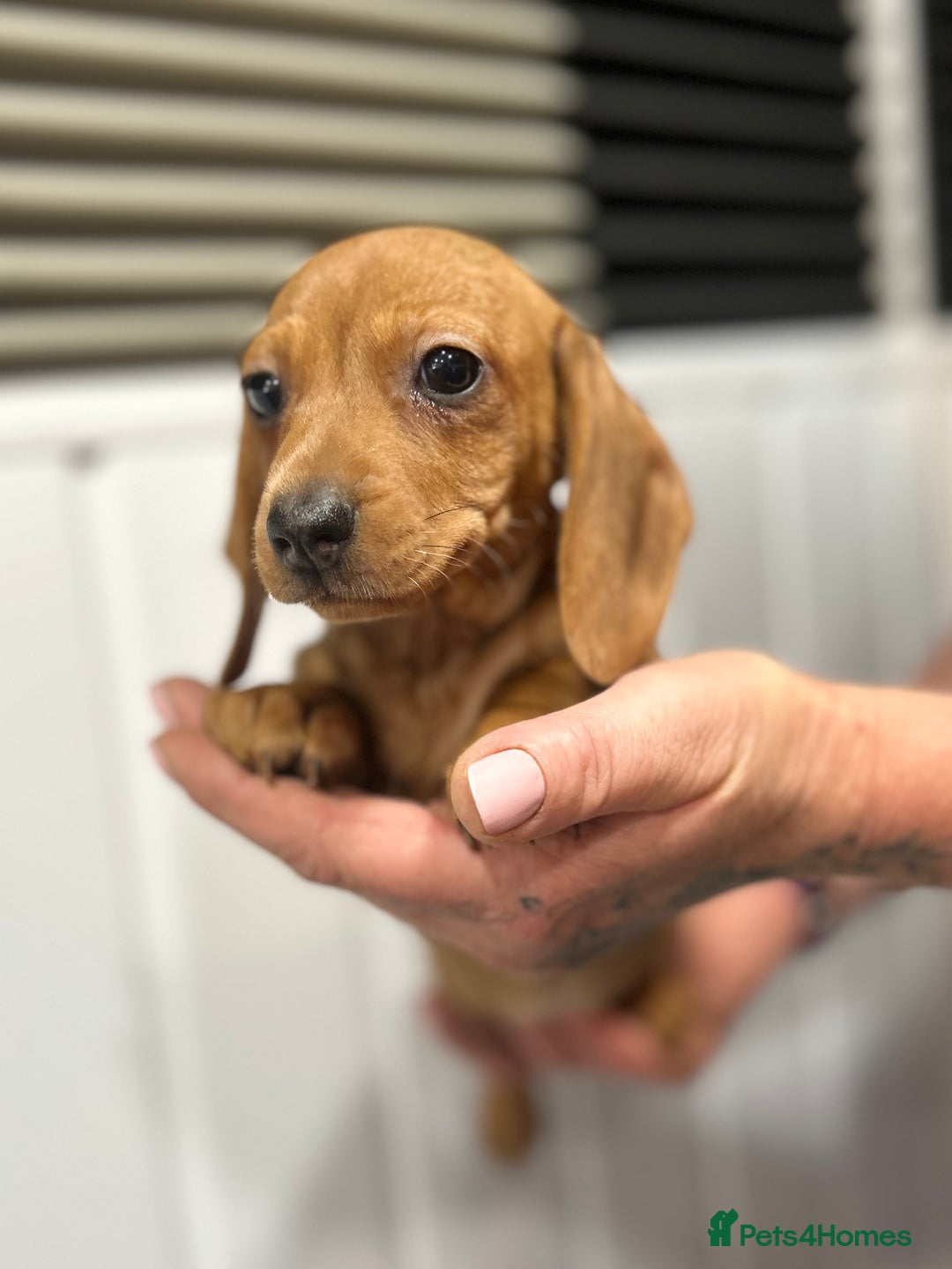 Miniature Dachshund dogs for sale: READY NOW! DAPPLE MINIATURE DACHSHUNDS⭐️ - Image 6