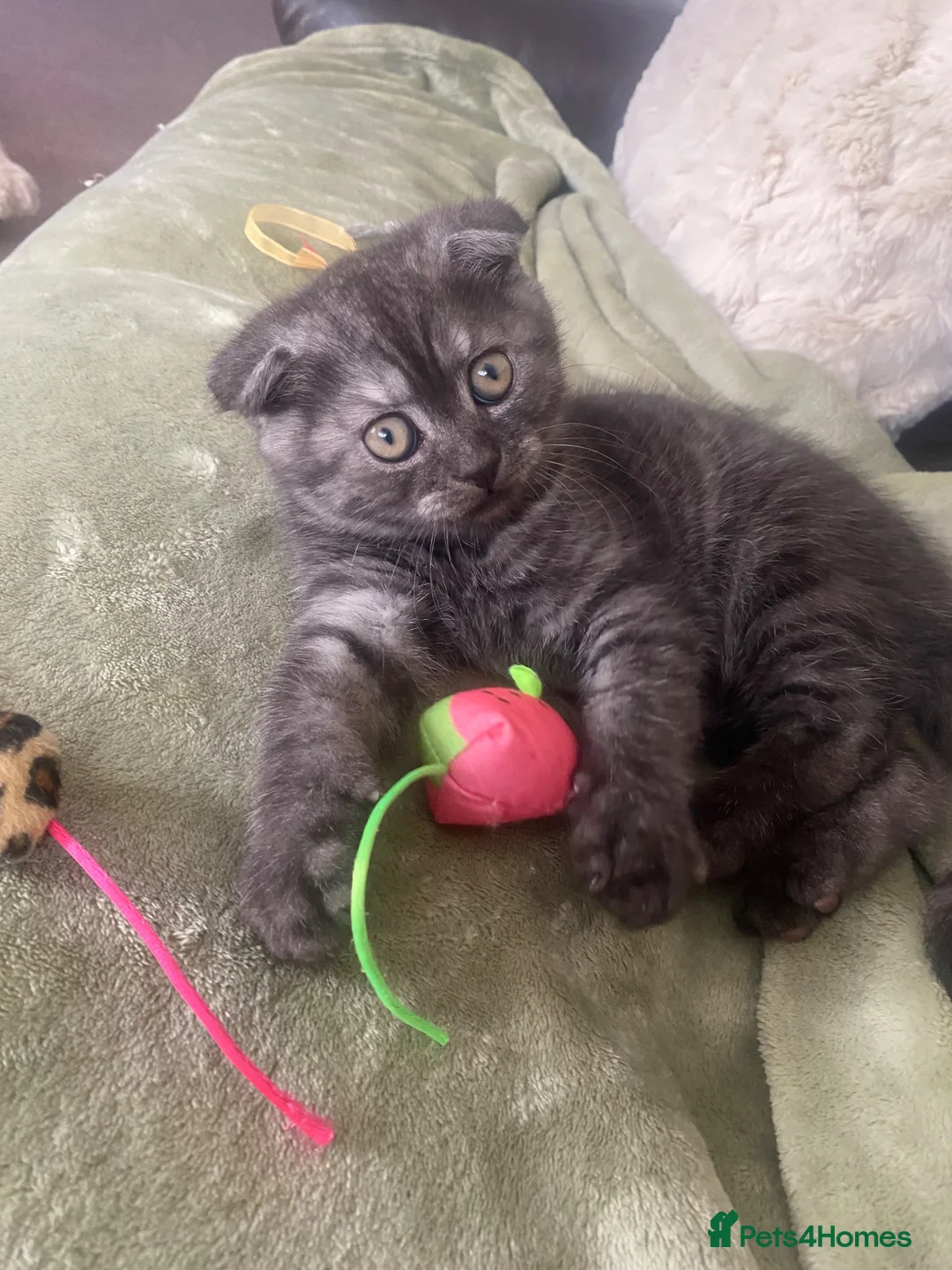 British Shorthair cats for sale: A BSH /Scottish Fold male kitten  - Advert 7