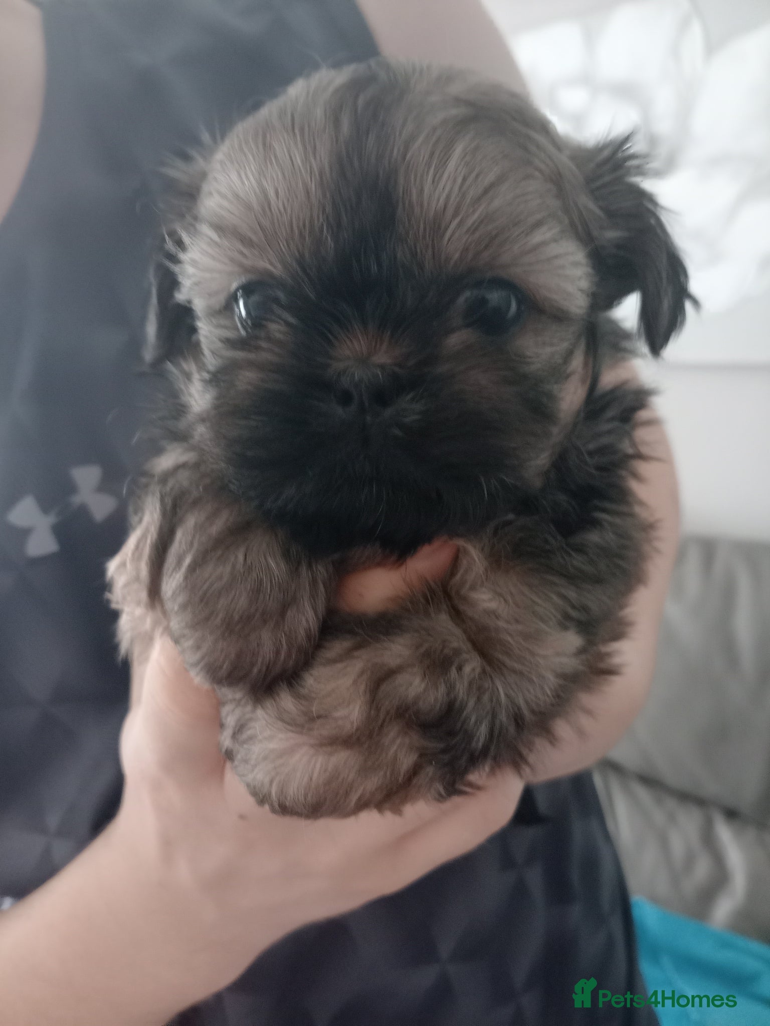 Shih Tzu dogs Imperial Shih tzu Puppies 1 boy 6weeks old  - Advert 12