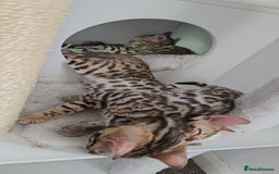 Bengal cats for sale: Outstanding kittens from Show parents. - Image 7