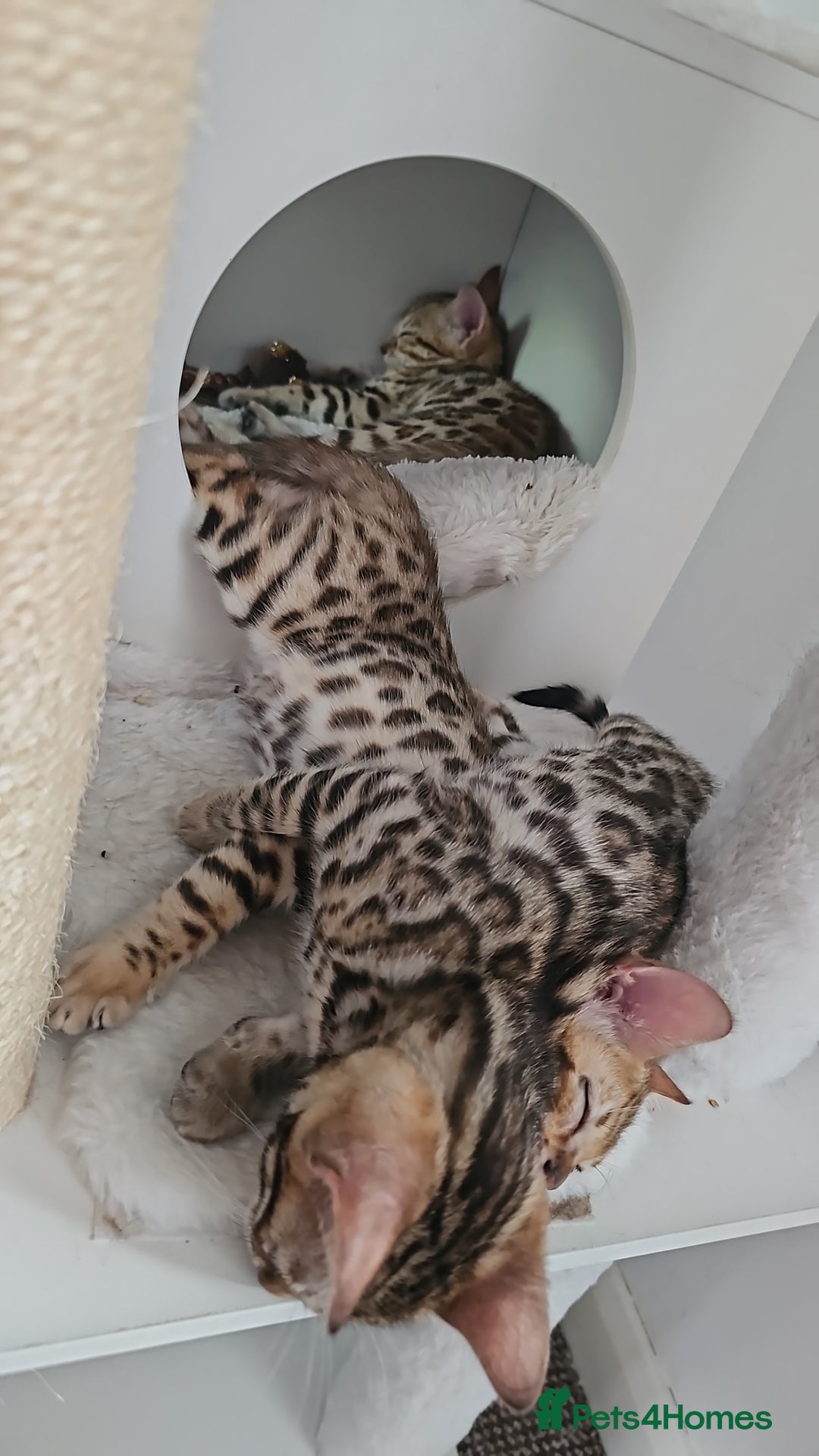 Bengal cats for sale: Outstanding kittens from Show parents. - Image 7