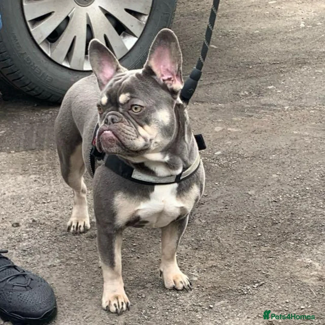 French Bulldog dogs for sale: French bulldog puppys kc registered  - Advert 10