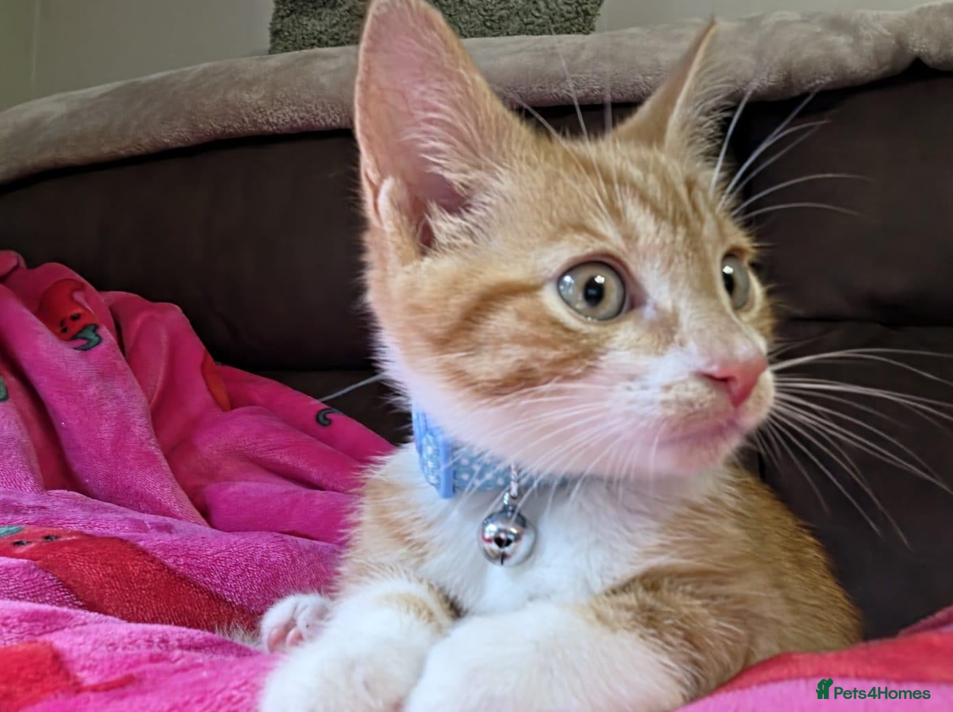 Mixed Breed cats Male kitten looking for a new home - Advert 3