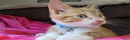 Mixed Breed cats for sale: Male kitten looking for a new home - Advert 1