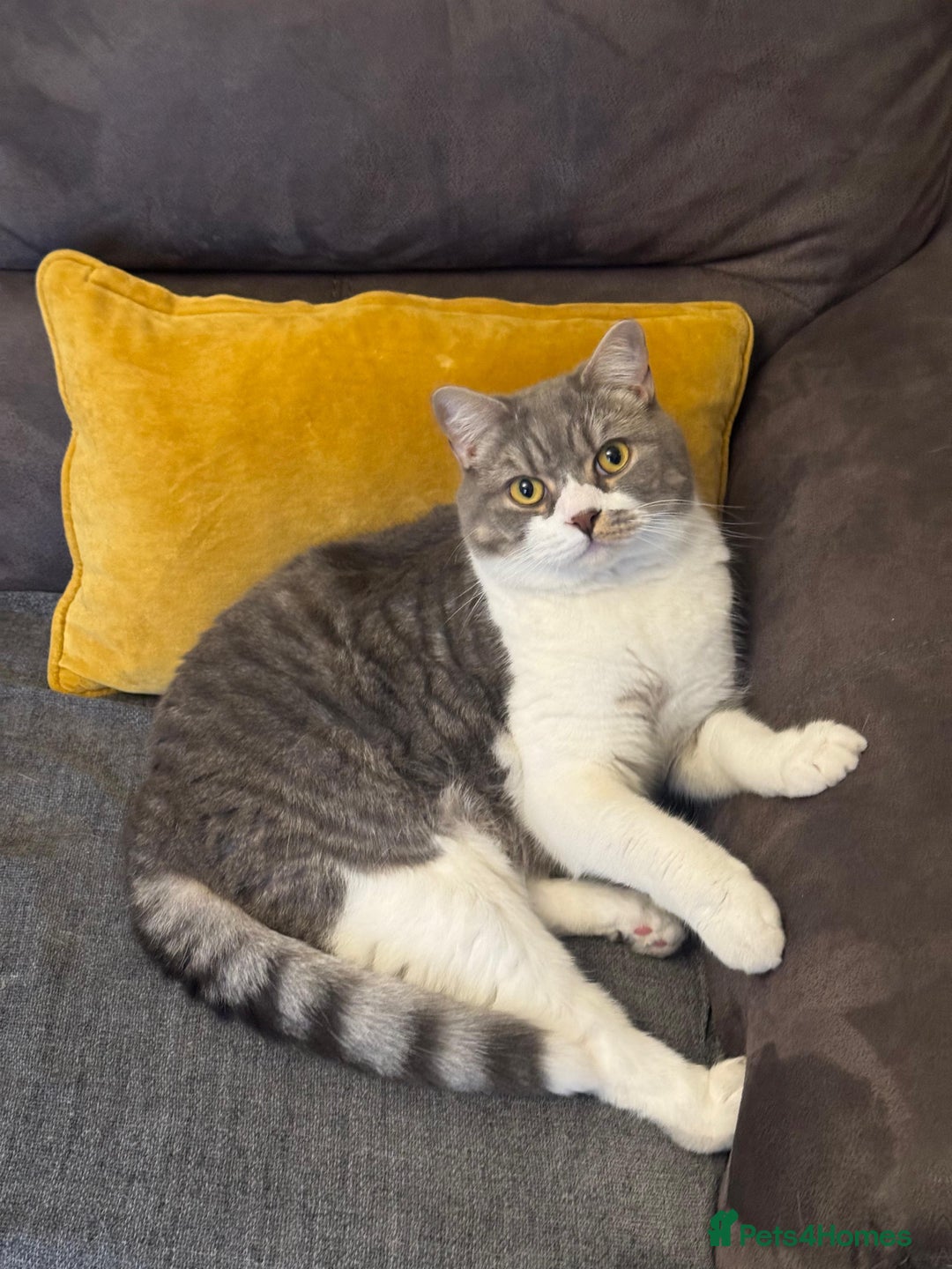 British Shorthair cats for sale: Male british shorthair 2.5 years old indoor only - Advert 8