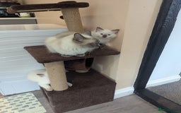 Ragdoll cats for sale: Gccf Registered Chocolate Point Ragdoll Kittens  - Image 10