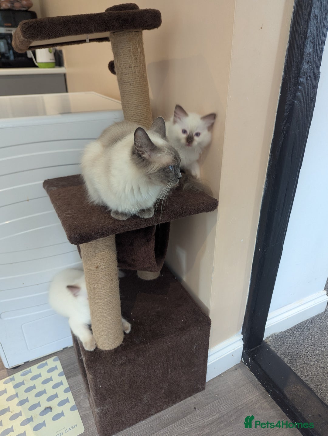Ragdoll cats for sale: Gccf Registered Chocolate Point Ragdoll Kittens  - Image 10