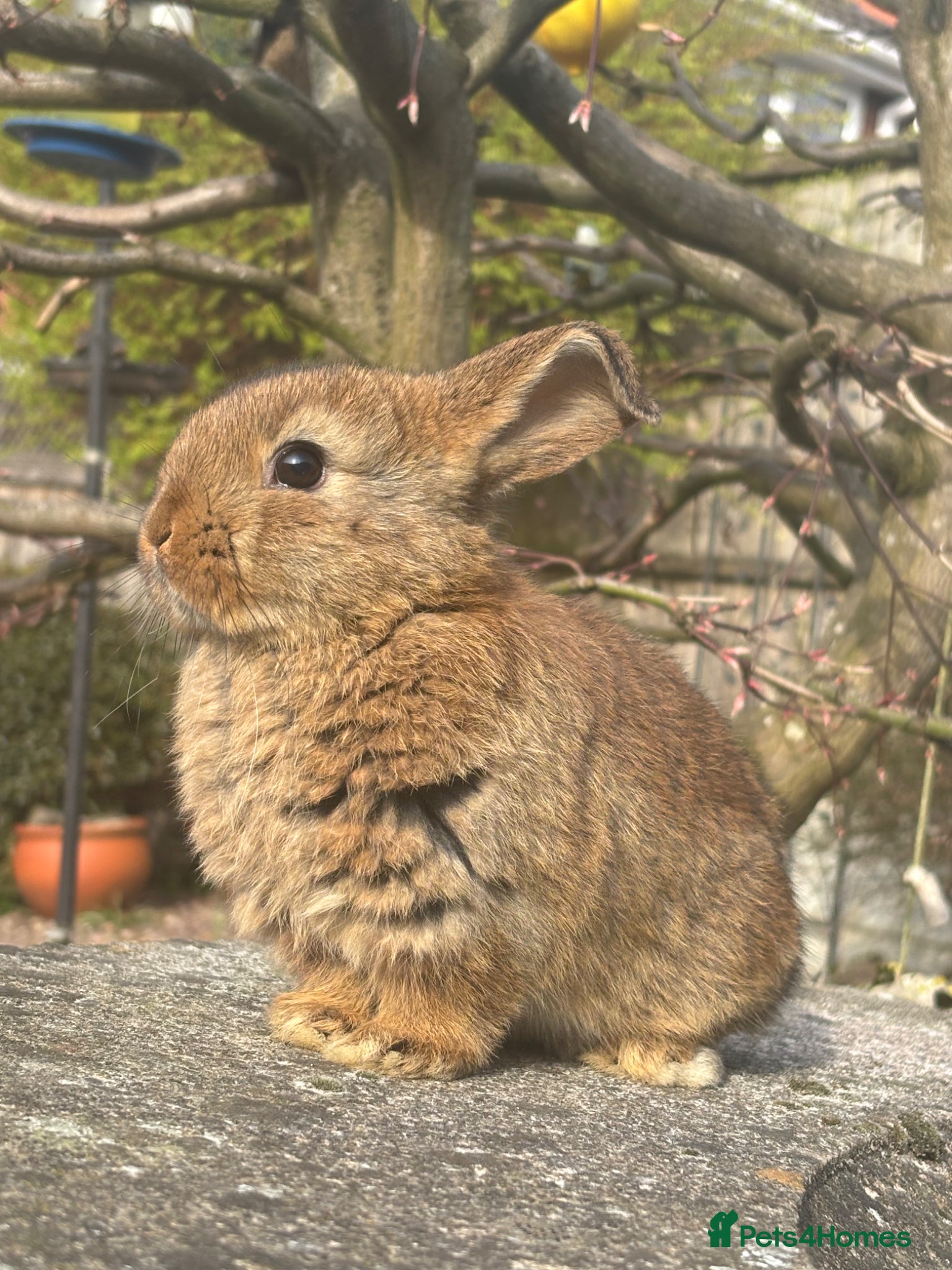 Mixed Breed rabbits 8 week old ginger lop / brown lop dwarf cross - Advert 18