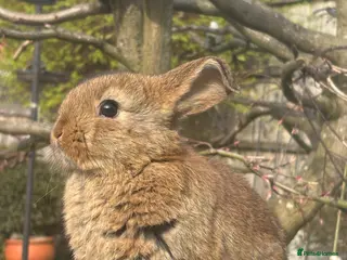 Mixed Breed rabbits 8 week old ginger lop / brown lop dwarf cross - Advert 18