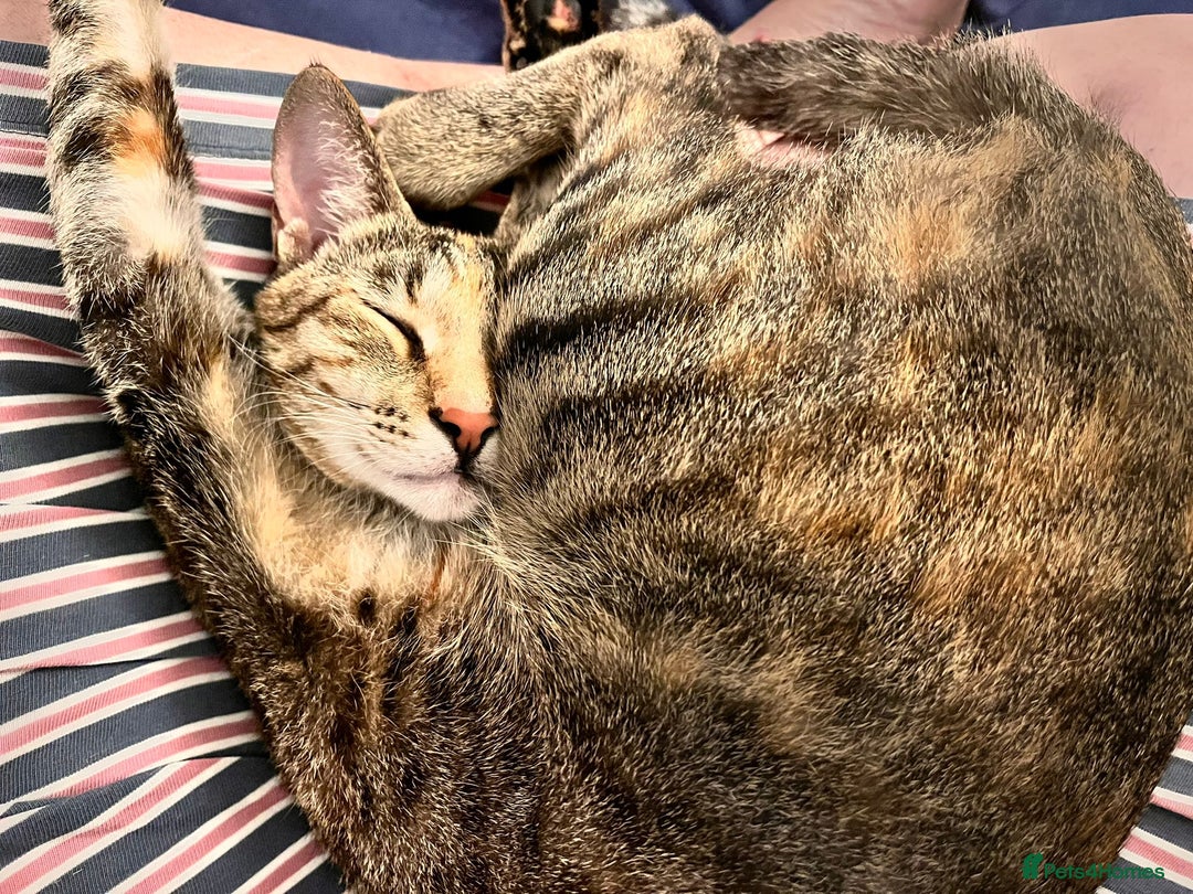 Mixed Breed cats for adoption: Sassy girl seeks experienced cat person  - Image 1