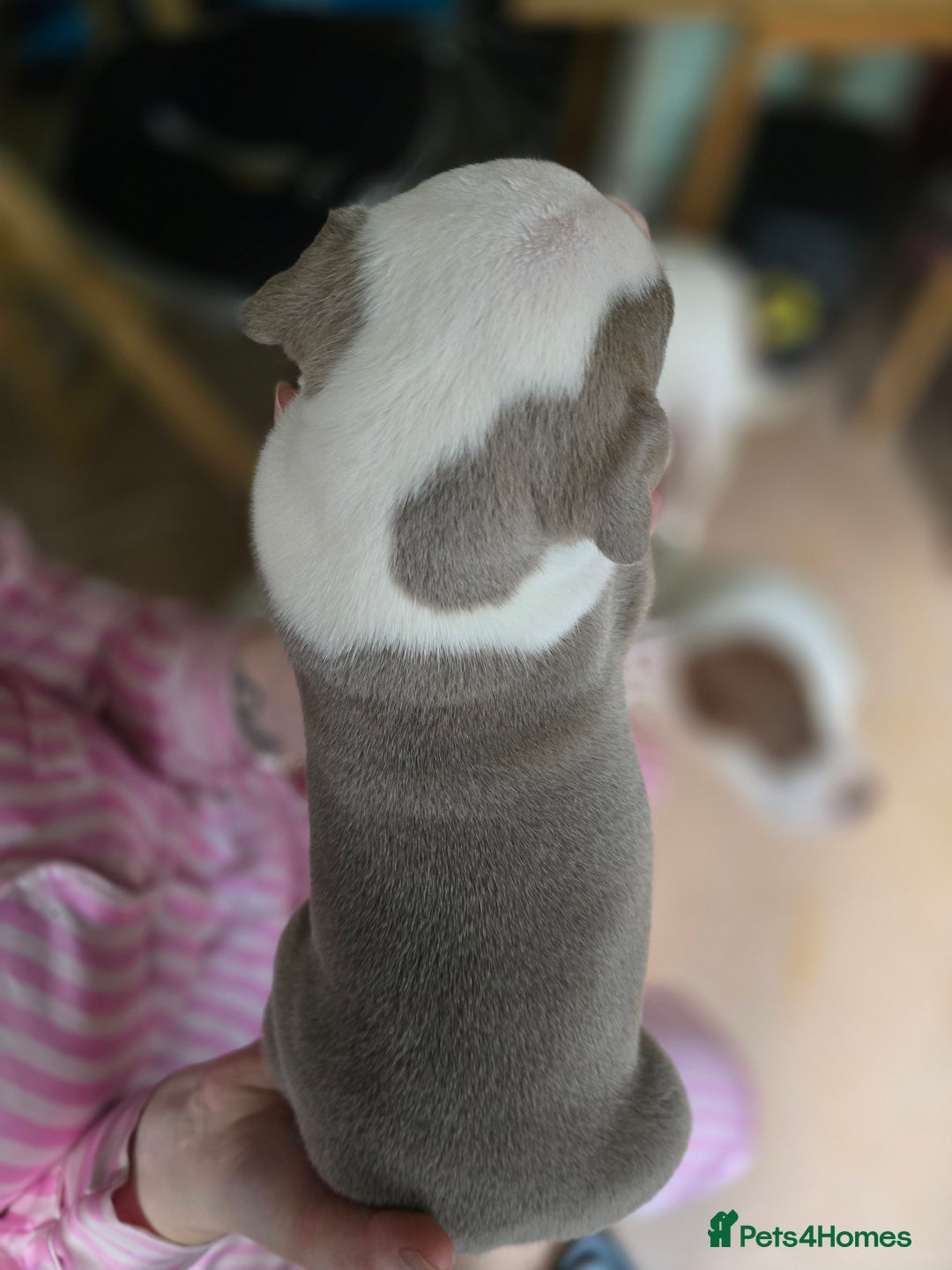 American Bully dogs for sale: Standard American bully 🐶  - Advert 5